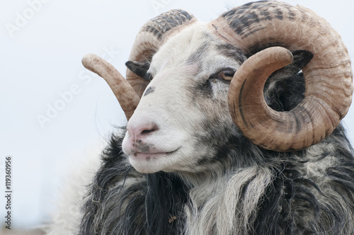 Headshot of sheep, Gotland, Sweden