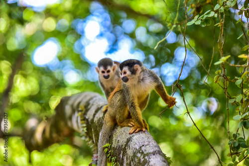 Fototapeta Naklejka Na Ścianę i Meble -  Squirrel Monkey on branch of tree - animals in wilderness