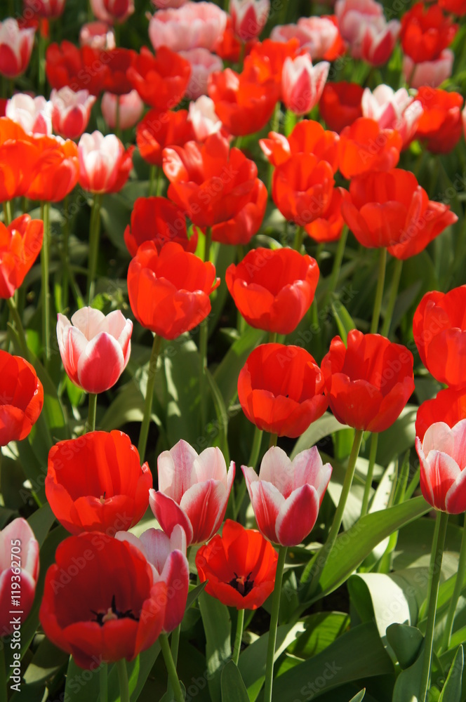 Red tulips flowers in sunshine