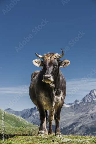 Kuh im Gebirge © by-studio