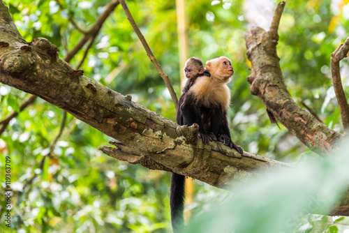 Capuchin Monkey on branch of tree - animals in wilderness