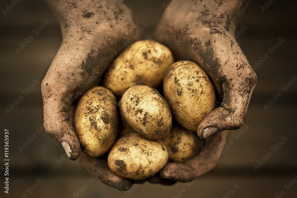 Hands holding potatoes, studio shot Hands holding potatoes, studio shot
