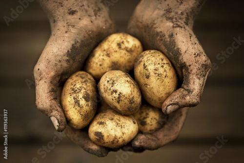 Hands holding potatoes, studio shot