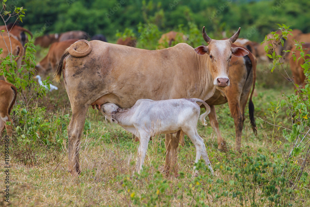 Young calf drinks milk from his mother Young calf drinks milk from his mother