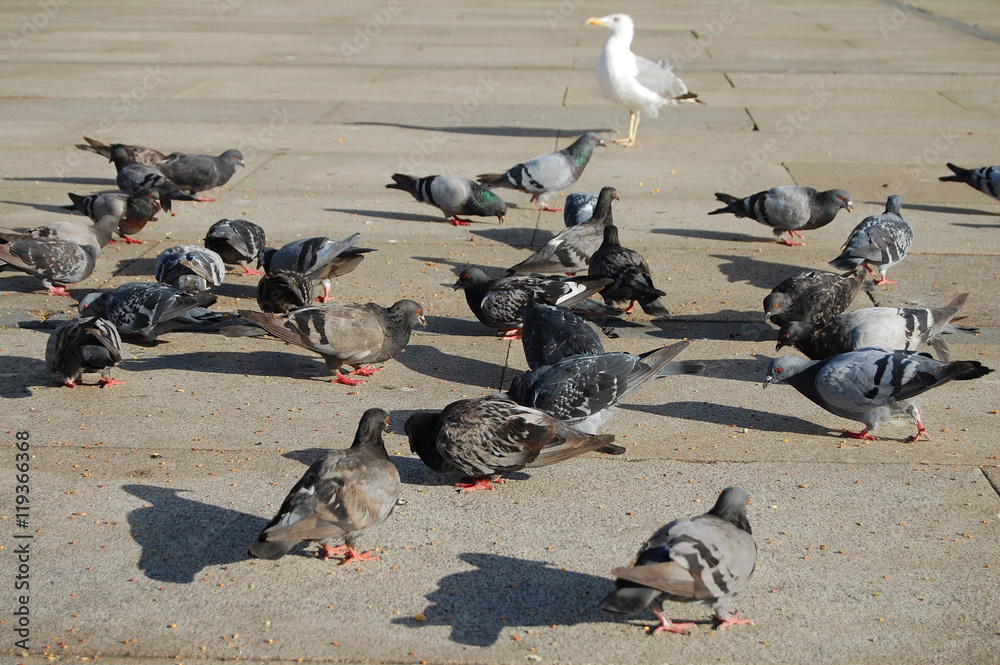 Obraz premium Palomas comiendo