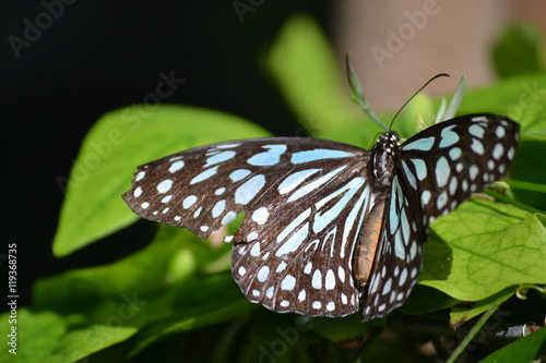 Schmetterling,Sint-Maarten