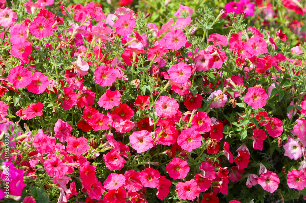 Many pink flowers. Beautiful and bright plant. Blooming flower bed. Blurring background. Natural texture of flowers. Nature summer. Petal and stem. Lovely scenery.