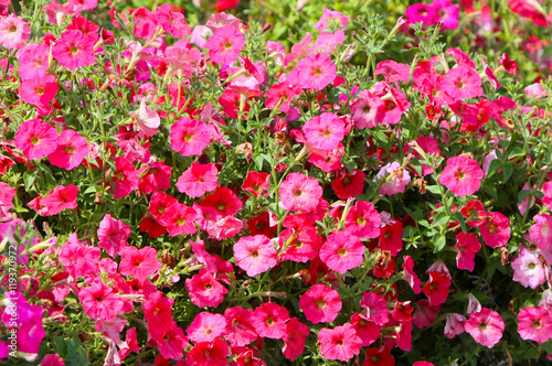 Many pink flowers. Beautiful and bright plant. Blooming flower bed. Blurring background. Natural texture of flowers. Nature summer. Petal and stem. Lovely scenery. © elmina