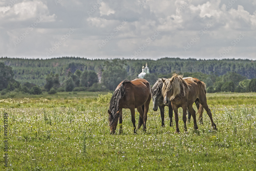 horses grazing on green meadow on blue sky background with clouds horses grazing on green meadow on blue sky background with clouds