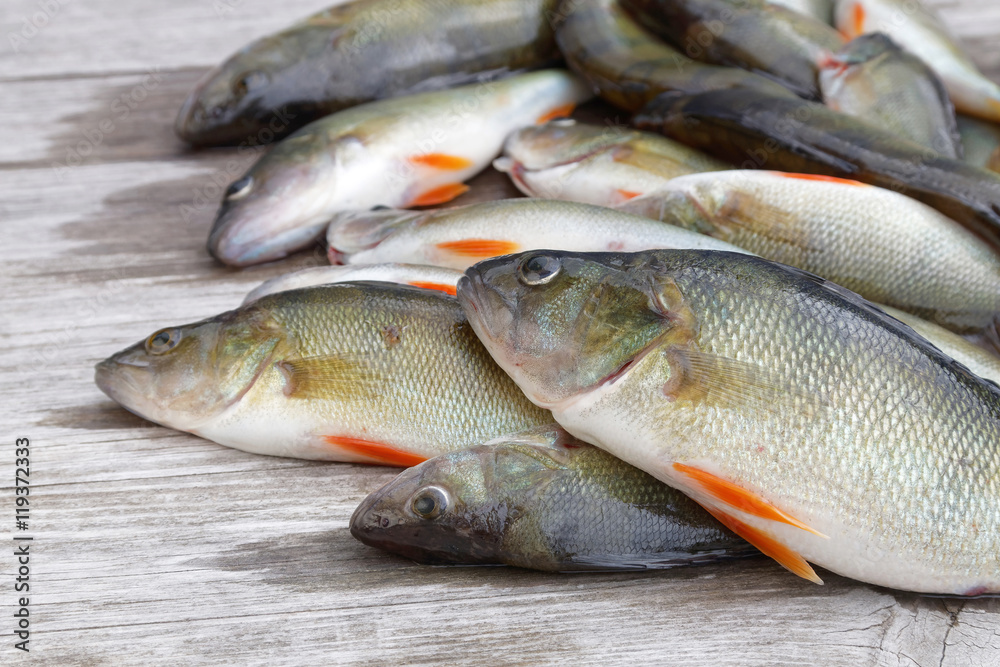 Large group of european bass fish laying on a bridge Large group of european bass fish laying on a bridge