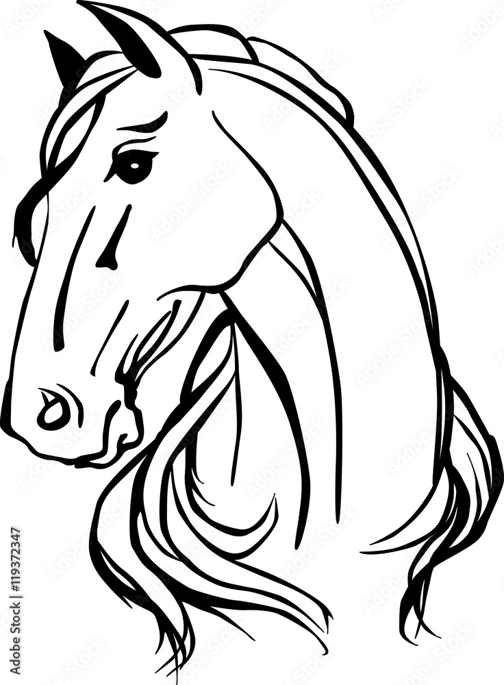 Fototapeta premium Horse head
