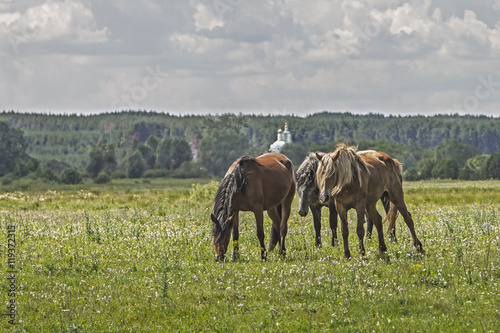 horses grazing on green meadow on blue sky background with clouds