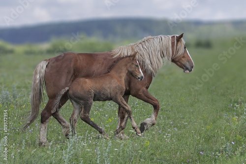 the little foal grazing in a meadow next to an adult horse © serhio777