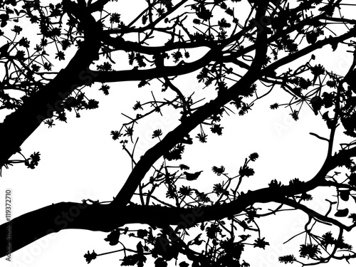 Fotótapéta Tree branches