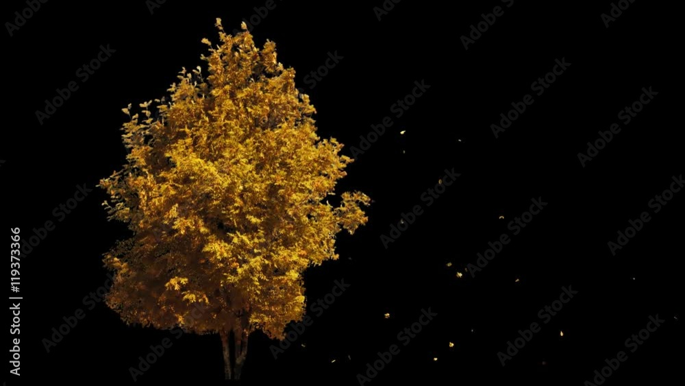 Blowing on the wind beautiful full size real autumn yellow lonely tree with leaves falling, isolated on alpha channel with black and white luminance matte, perfect for digital composition