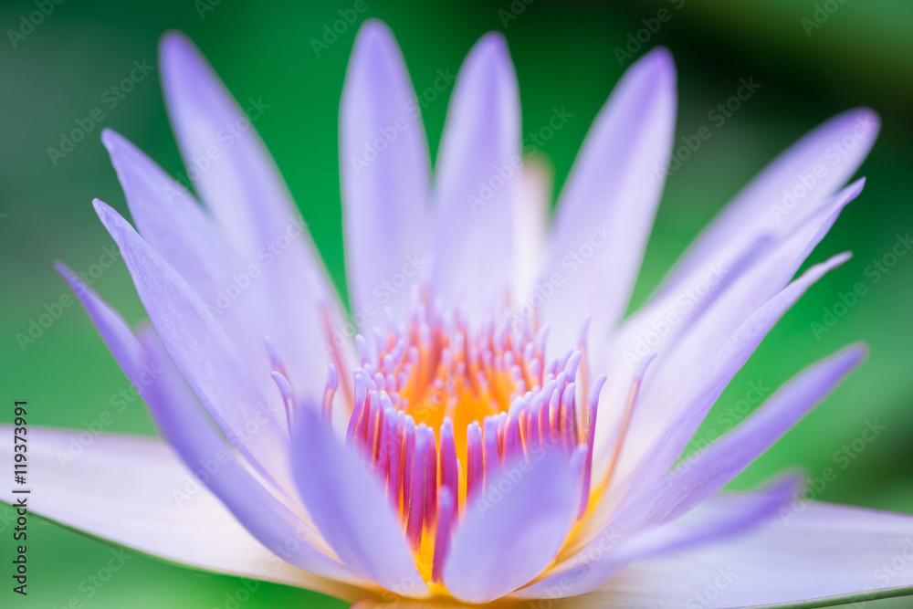 close up beautiful Lotus