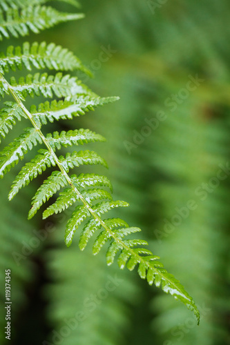 Closeup wet green fern leaf in forest