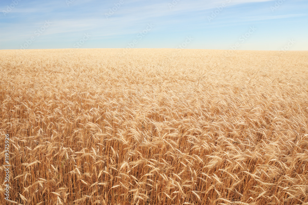 Naklejka premium cereal field over blue sky