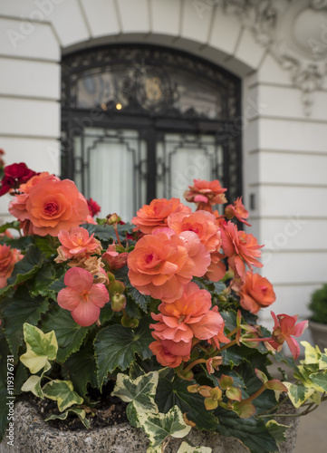 Fototapeta Naklejka Na Ścianę i Meble -  Geraniums on a New York City Sidewalk