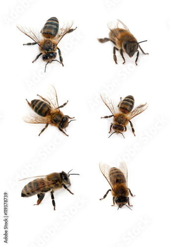 bees isolated