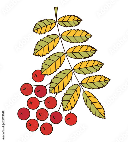 Branch of mountain ash. Vector illustration