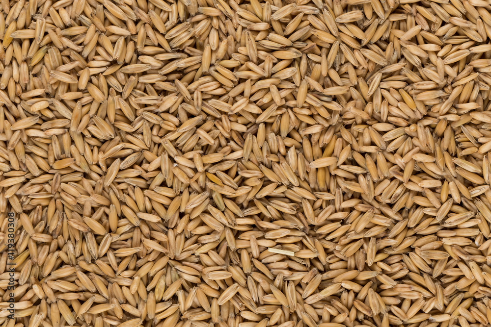 natural oat grains background, closeup