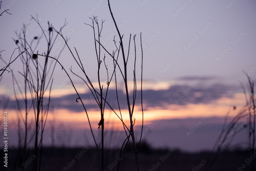 Fototapeta premium Dry grass sky at sunset