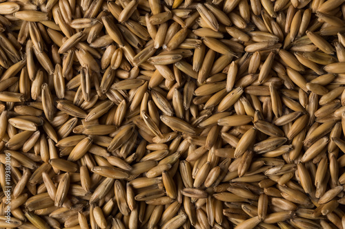 natural oat grains background, closeup