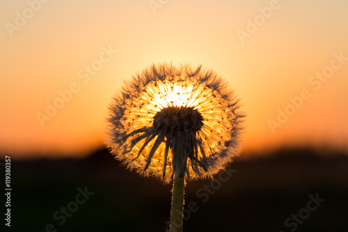 Dandelions in meadow at red sunset