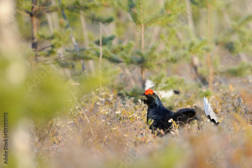 Male Black Grouse at swamp courting place early in the morning