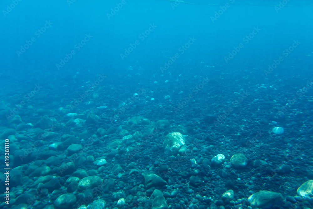 underwater life underwater life