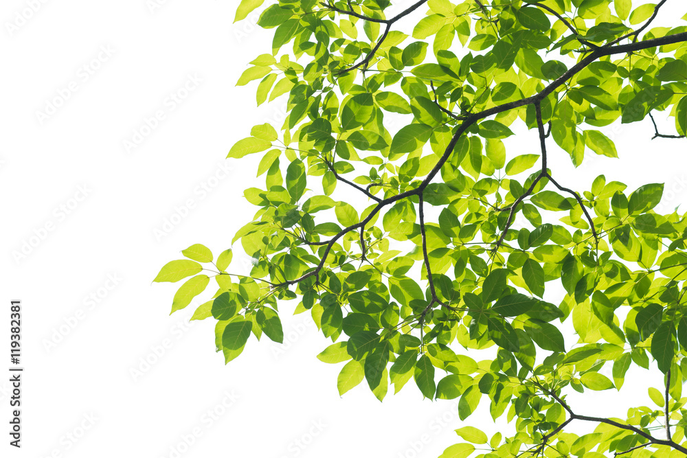 Green leaves isolated on white background, This has clipping path. Green leaves isolated on white background, This has clipping path.