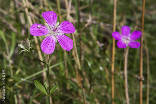 Wild pink flower with small spider.