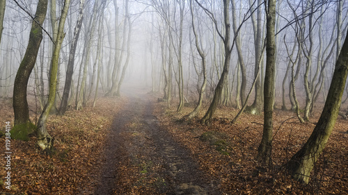 Weg durch den jungen Wald im Nebel