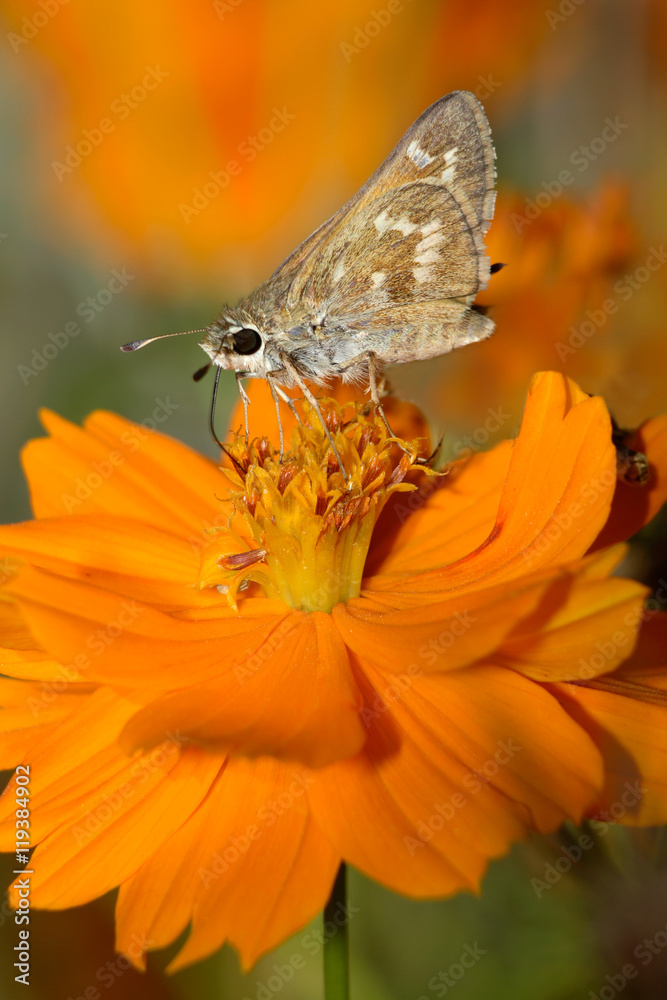 Fototapeta premium Peck's Skipper