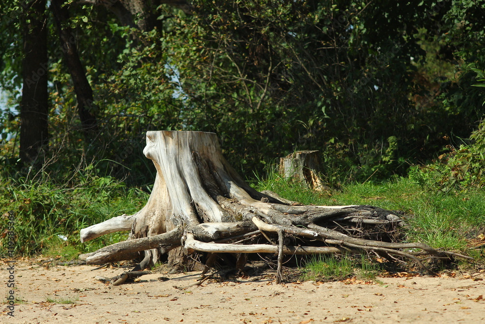 Obraz premium Старый сухой пень на песчаном побережье