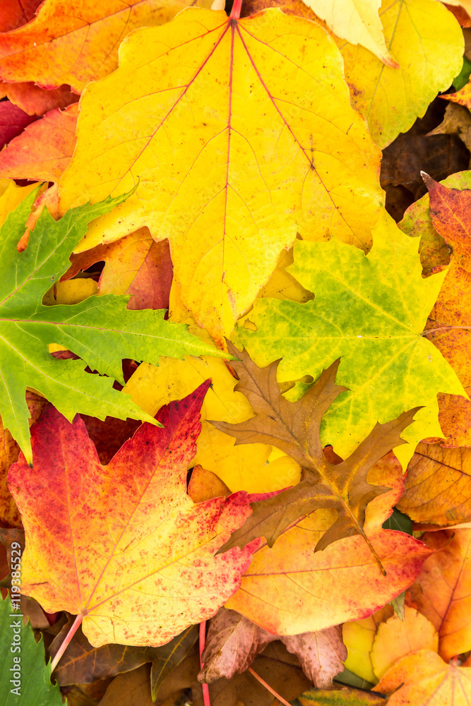 Fototapeta premium viele bunte Ahornblätter liegen aufeinander