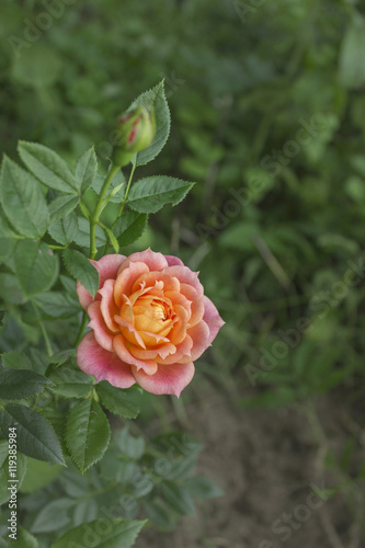 Canvas Print Delightful peach floribunda rose Briosa