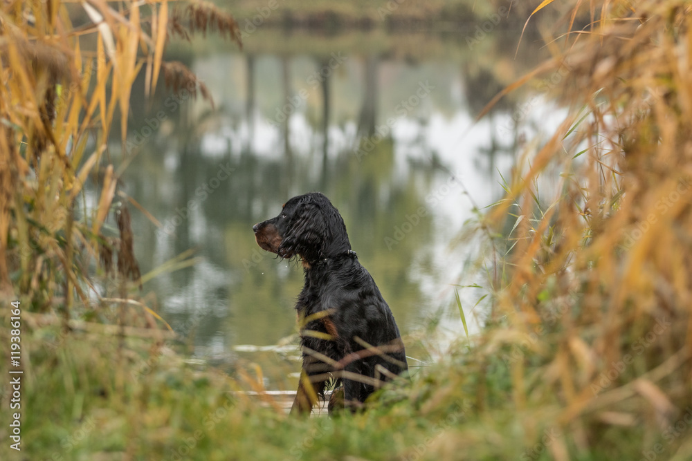 Gordon Setter Hund sitzt an einem Teich eingerahmt von Schilf