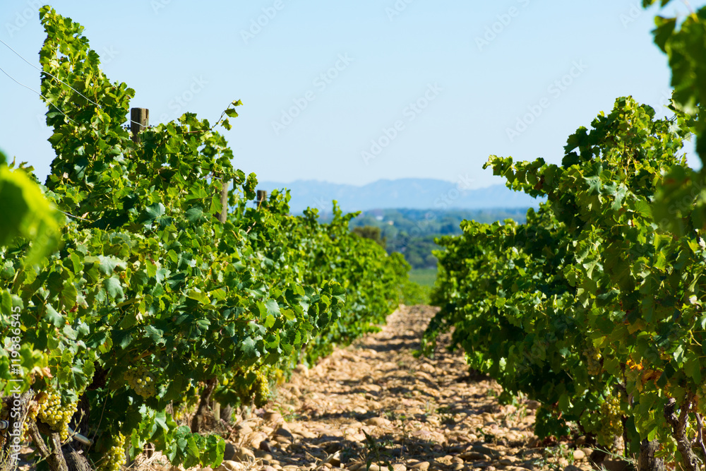 Vineyards in chateau, Châteauneuf-du-Pape, France