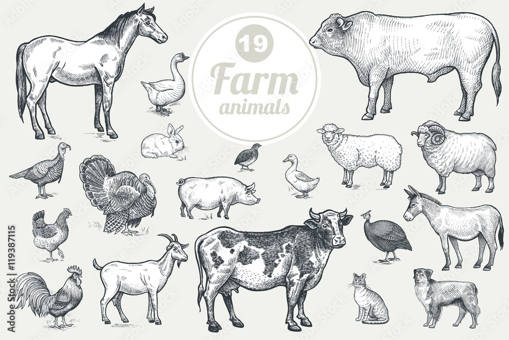 Farm animals. Goat, cow, horse, sheep, pig, bull, sheep, donkey, dog, cat,  bird goose, quail, duck, couple turkeys, rooster, hen, guinea hen. Isolated  on white background. Vintage vector set . Stock Vector |