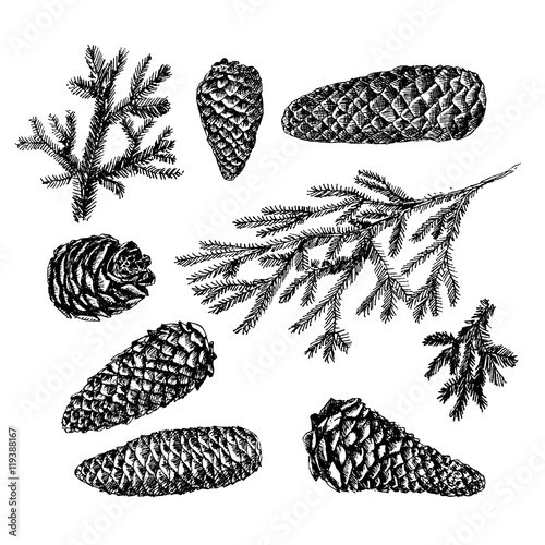 Collection of drawn fir cones