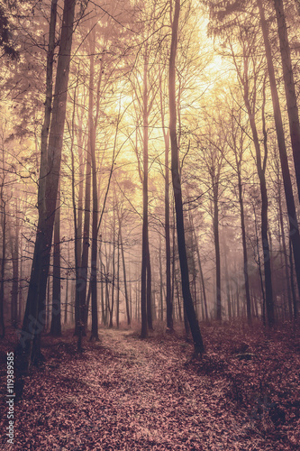 Herbstwald © Andrea Mayer