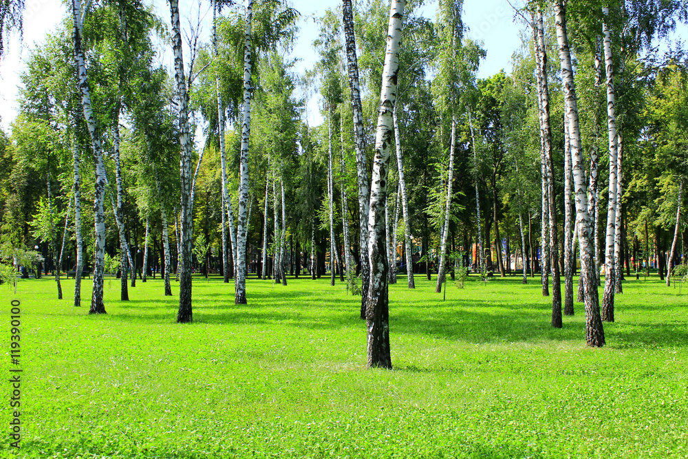 Obraz premium Beautiful birchwood in the August