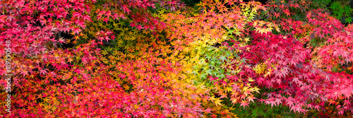 Japanischer Zierahorn als Panorama im Herbst