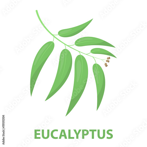 Eucalyptus vector icon in cartoon style for web