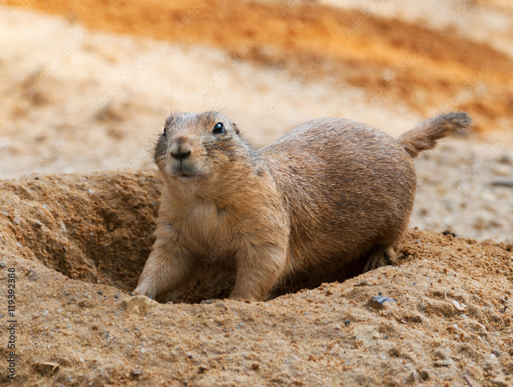 Cynomys ludovicianus - black tailed prairie dog Cynomys ludovicianus - black tailed prairie dog