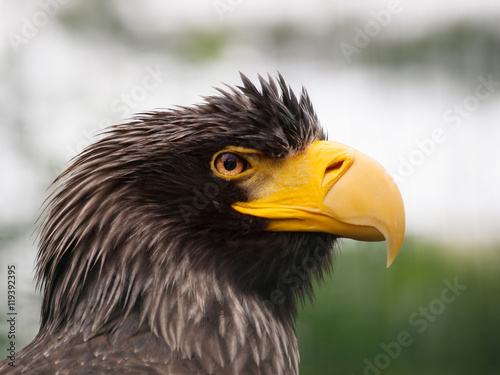 Portrait of Stellers sea eagle - Haliaeetus pelagicus, one of the largest of sea and fish eagles © sci