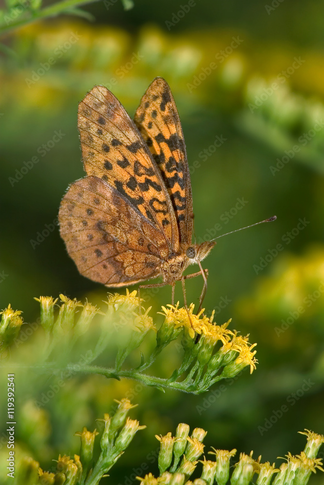 Fototapeta premium Meadow Fritillary