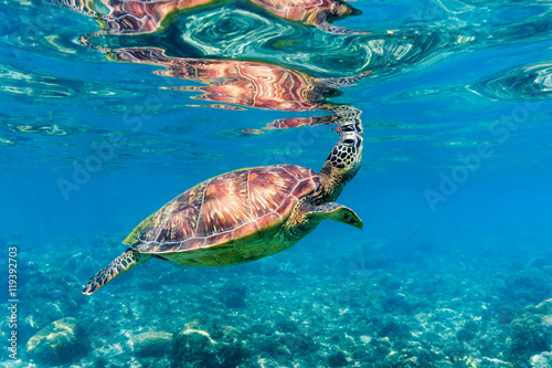 Green sea turtle (Chelonia mydas) coming up to the surface for air, Apo Island Marine Reserve, Negros Oriental Province, Republic of the Philippines.